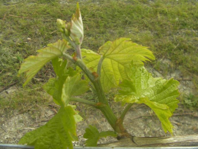 vignoble