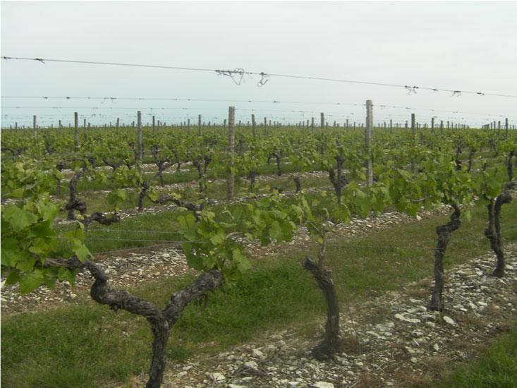 vignoble