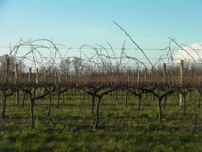 vignoble (5)