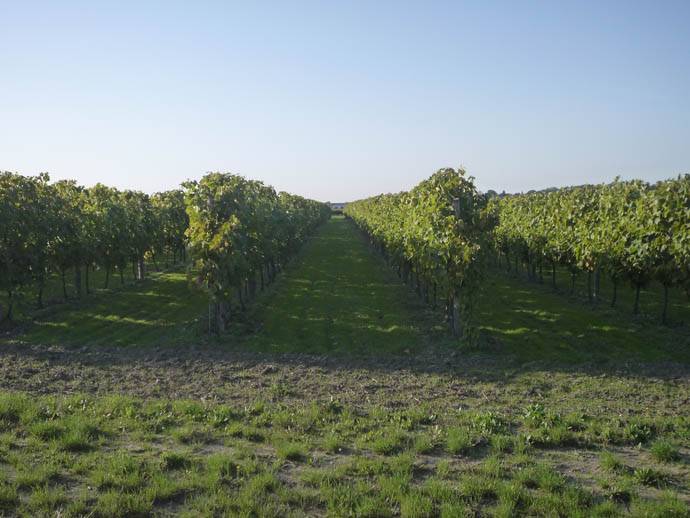 Viticulteur près de Saint-Jean-d'Angély