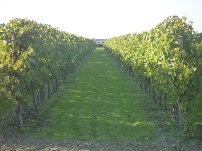 vignoble (2)