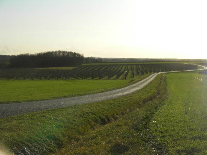 vignoble (4)