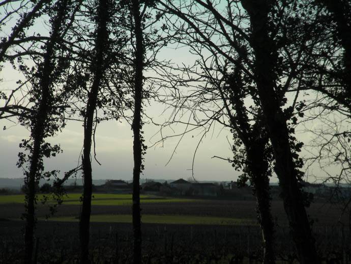 vignoble (6)