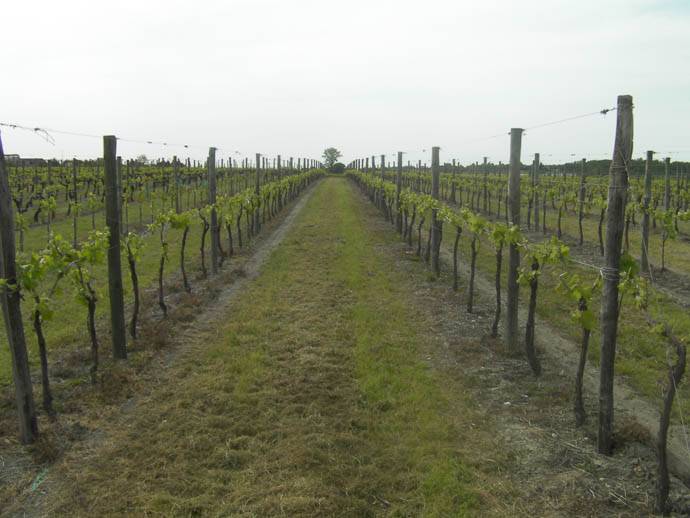 vignoble (9)
